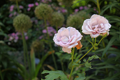 Blue rose, Sarah P. Duke Gardens