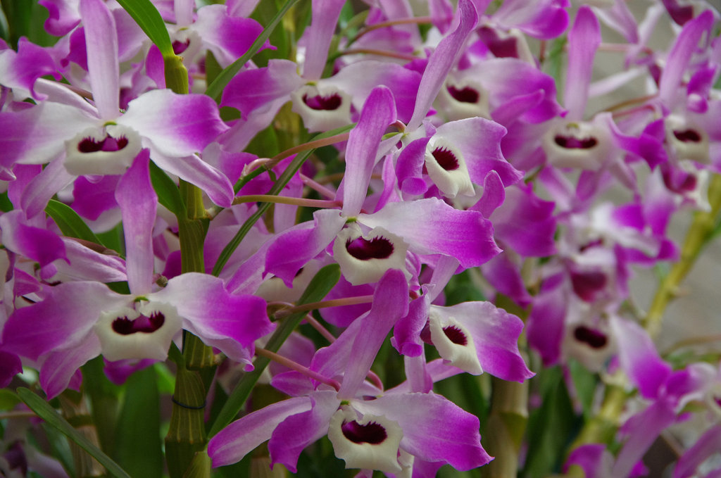 Dendrobium nobile