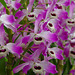 Dendrobium nobile