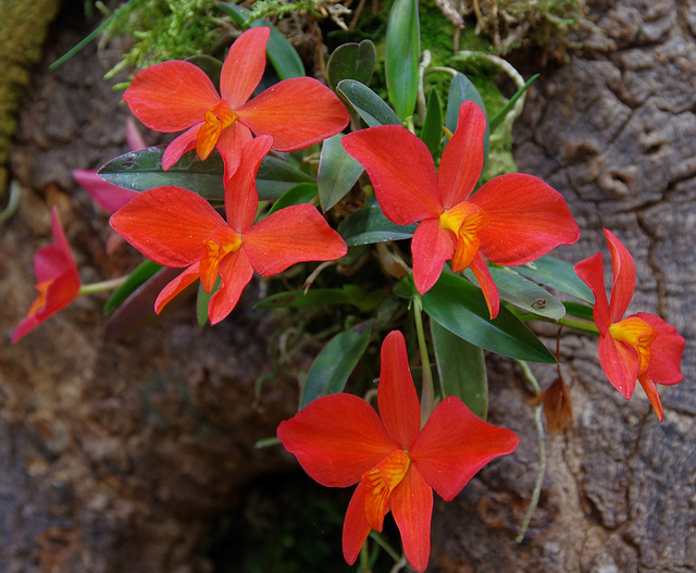 Sophronitis coccinea