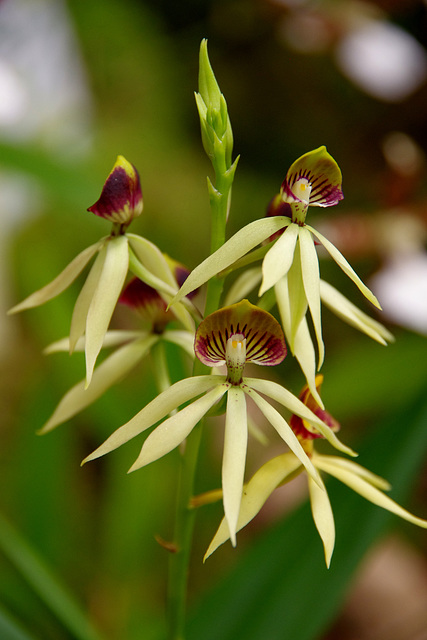 Encyclia cochleata