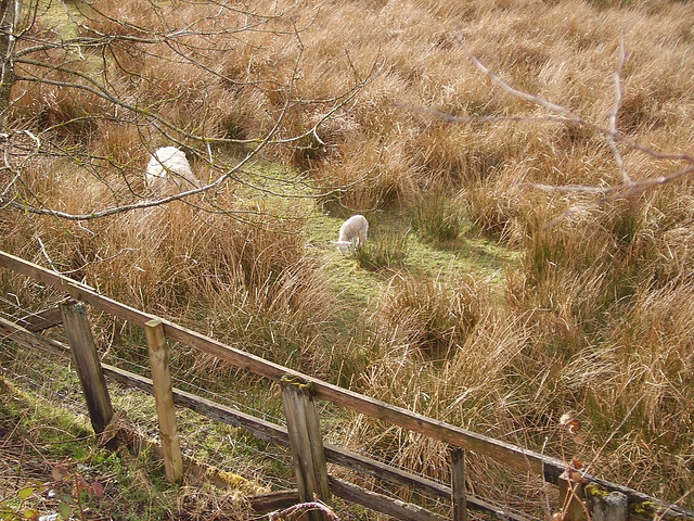 oad - late lamb 2013