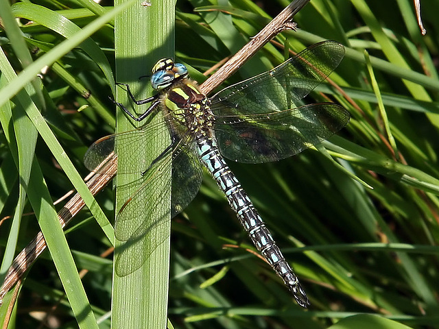 Hairy Dragonfly