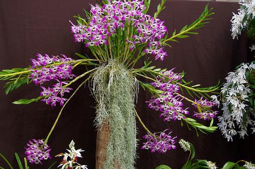 Dendrobium nobile