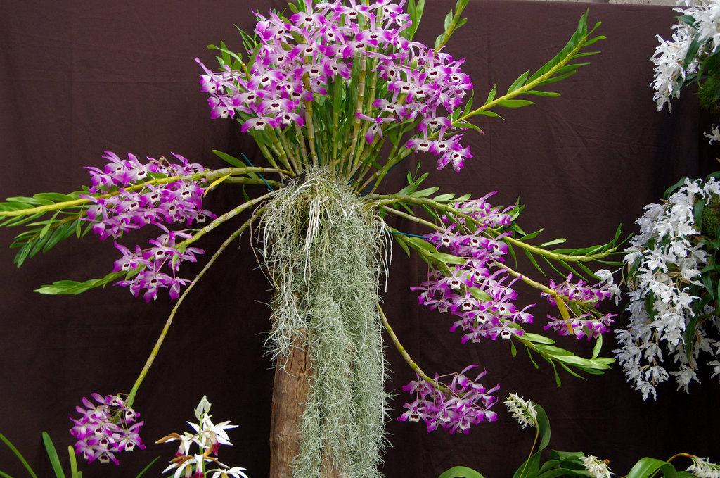 Dendrobium nobile