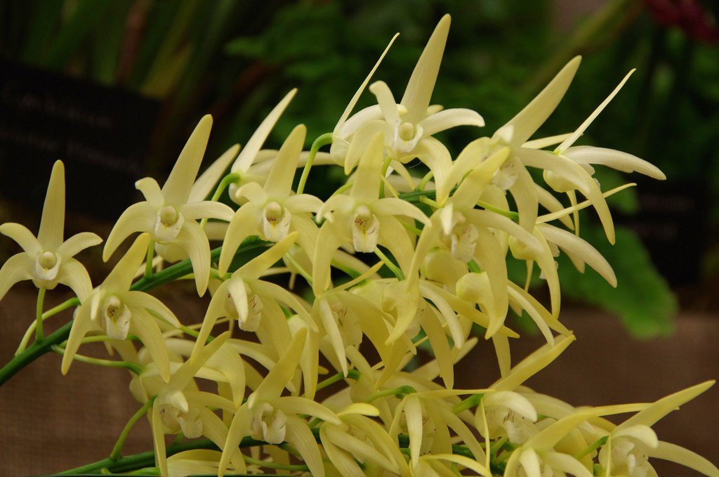 Dendrobium speciosum