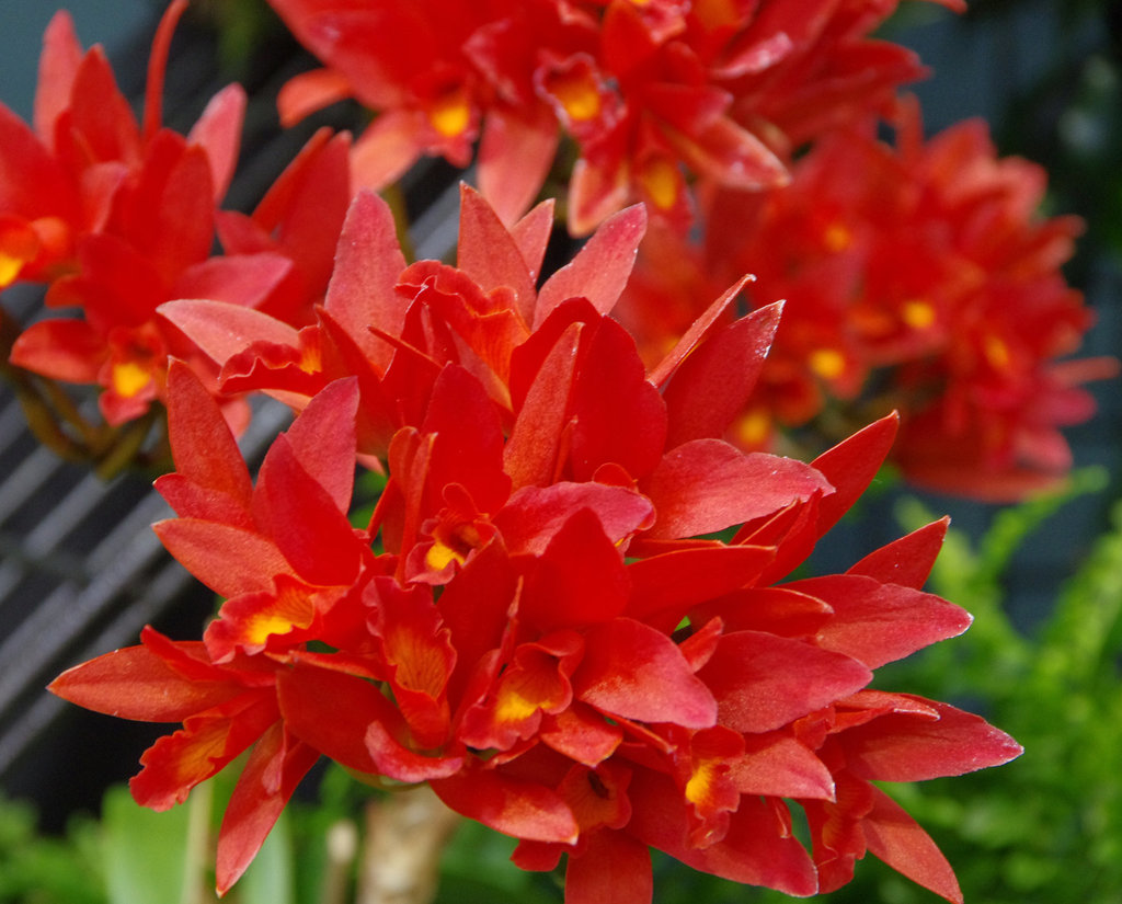 Laeliocattleya 'El Rojo'