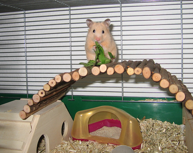 Goldhamsterdame Aliena