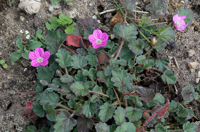 Erodium x variabile ' Bishop's Form'