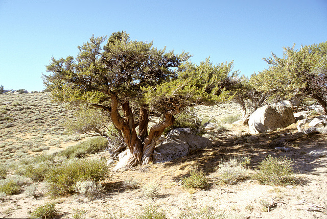 Mountain Mahogany