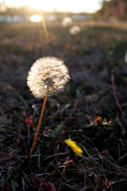 Dandelions, evening