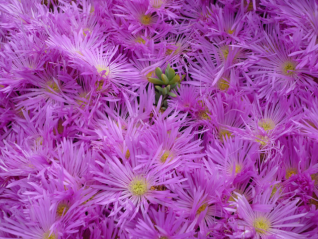 Lampranthus