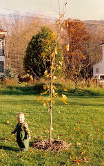 Max and His Maple