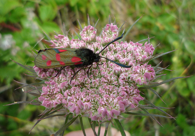 6-Spot Burnet