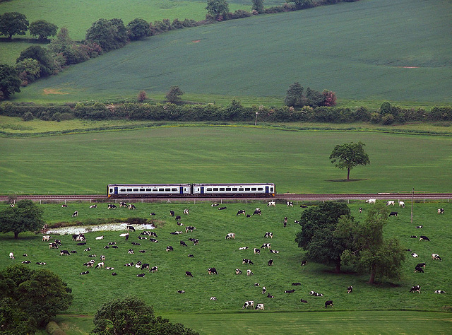 Contented cows