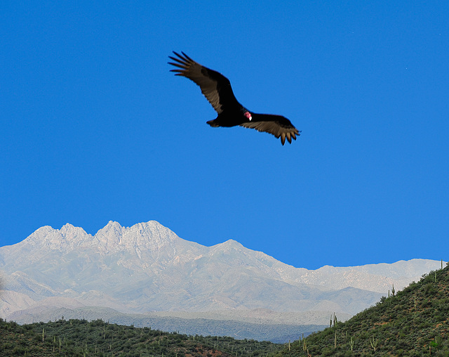 Four Peaks (AZ)