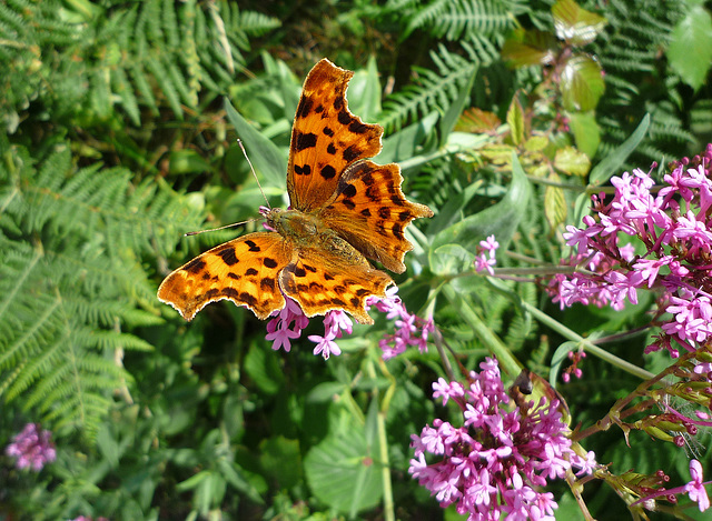 Comma