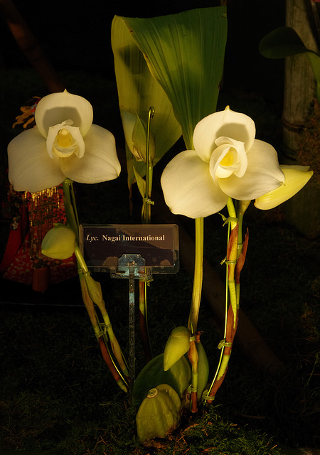 Lycaste 'Nagai International'