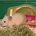 Goldhamsterdame Aliena