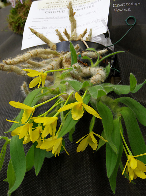 Dendrobium senile