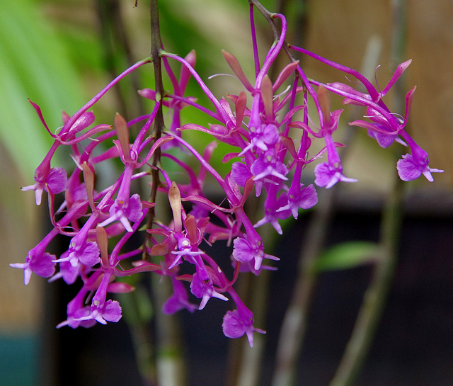 Epidendrum capricornu