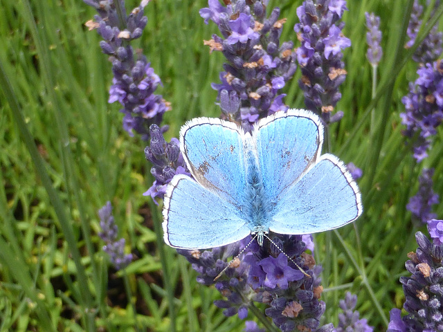 Common Blue on lavender.