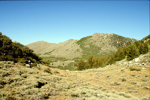 Pine Forest Range