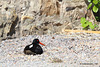 Oystercatcher sitting on its nest