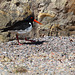 Oystercatcher and the three eggs in its nest