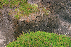 Heather and Dry Peat