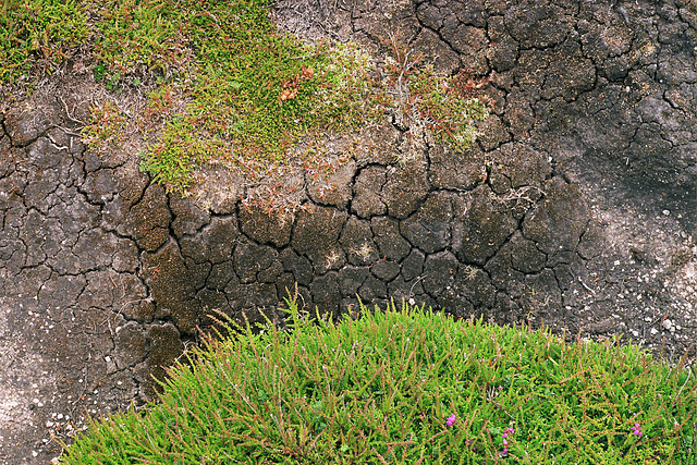 Heather and Dry Peat