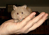 Goldhamsterdame Gandalf