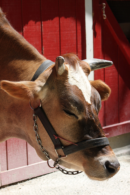 Sleepy cow