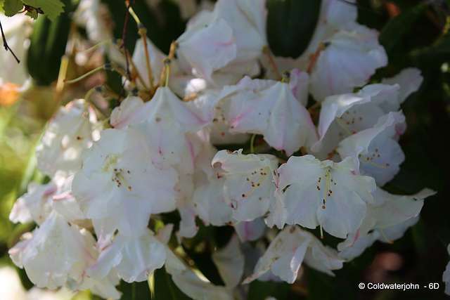 My Rhododendrons finally out - a couple of weeks late