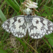 Marbled White caught by a crab spider
