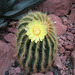Blühender Kaktus (Wilhelma)