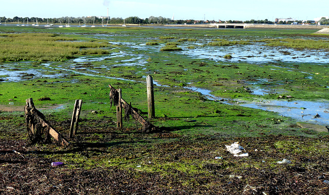 Farlington Marshes, Hampshire