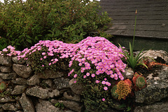 A well-planted wall