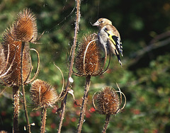 Goldfinch (Juvenile)