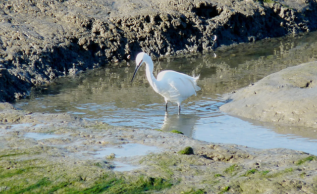 Little Egret