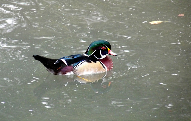 American Wood Duck (Male)