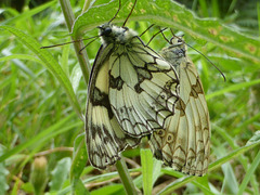 Mating Marbled Whites