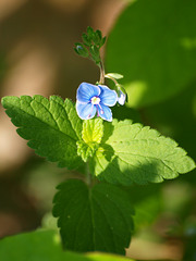 speedwell