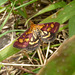 Pyrausta Purpuralis