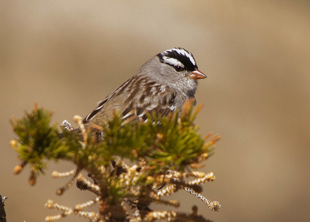 White-crowned Sparrow