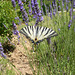 Scarce Swallowtail on lavender