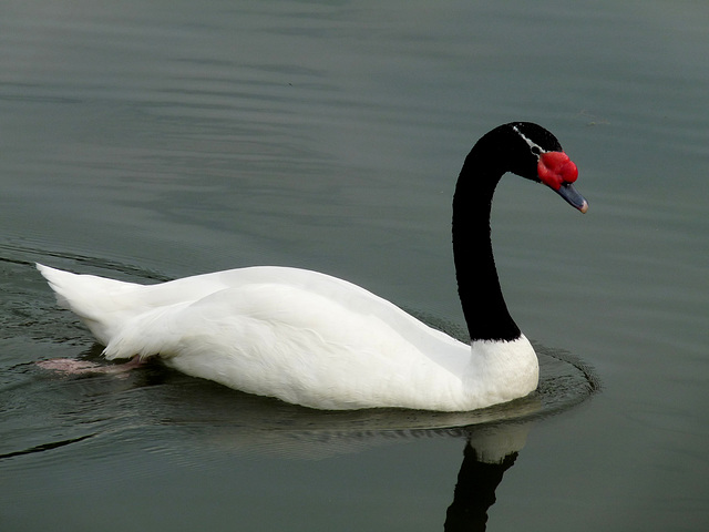 Black-necked Swan