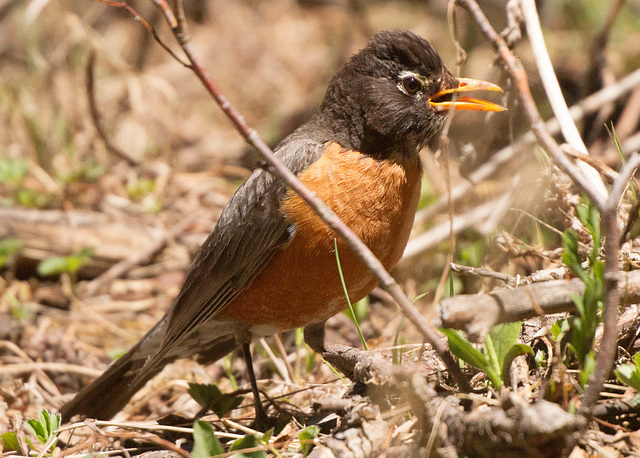 American Robin Male