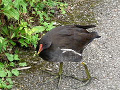 Moorhen (Female)