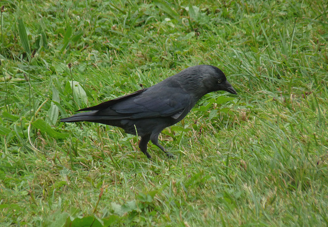 Jackdaw